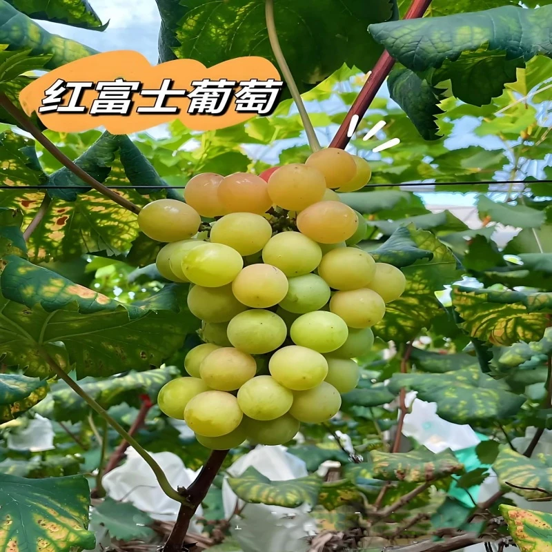 红富士葡萄苗一年扦插苗