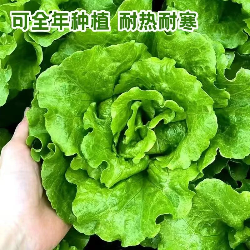 【意大利生菜种子】四季播蔬菜可生吃有机生菜种籽耐抽苔种籽阳台