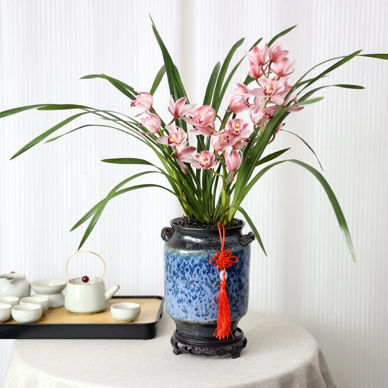 【精品兰花盆栽】蕙兰胭脂粉黛带花苞清香室内绿植花卉好养带陶瓷盆