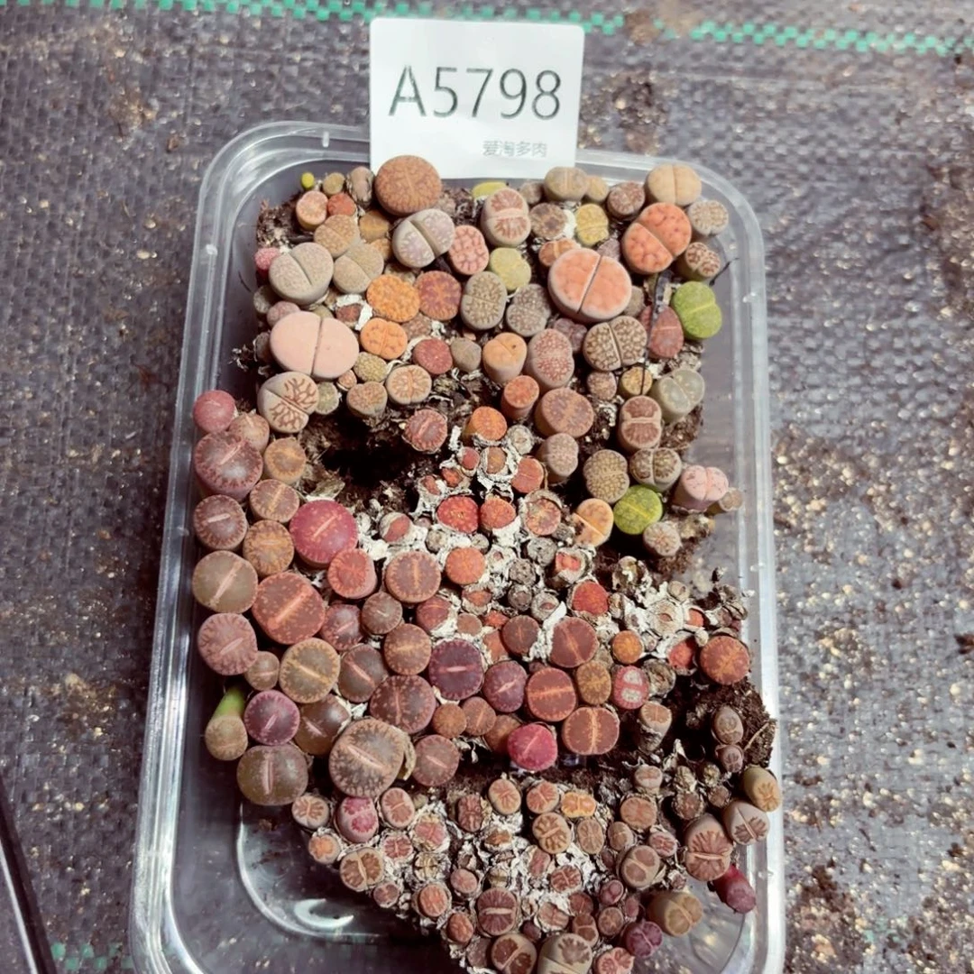 5798—生石花 生石花