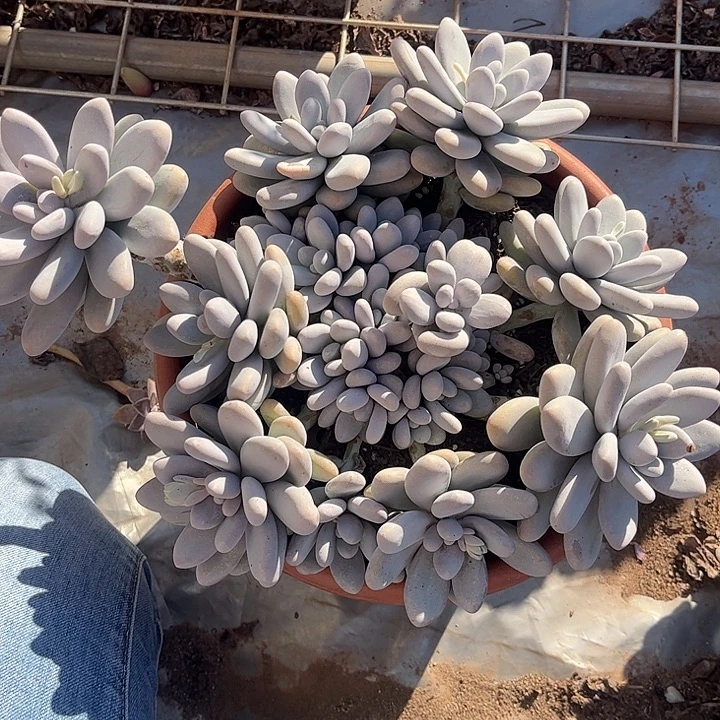 鸡蛋美人大群，一物一拍