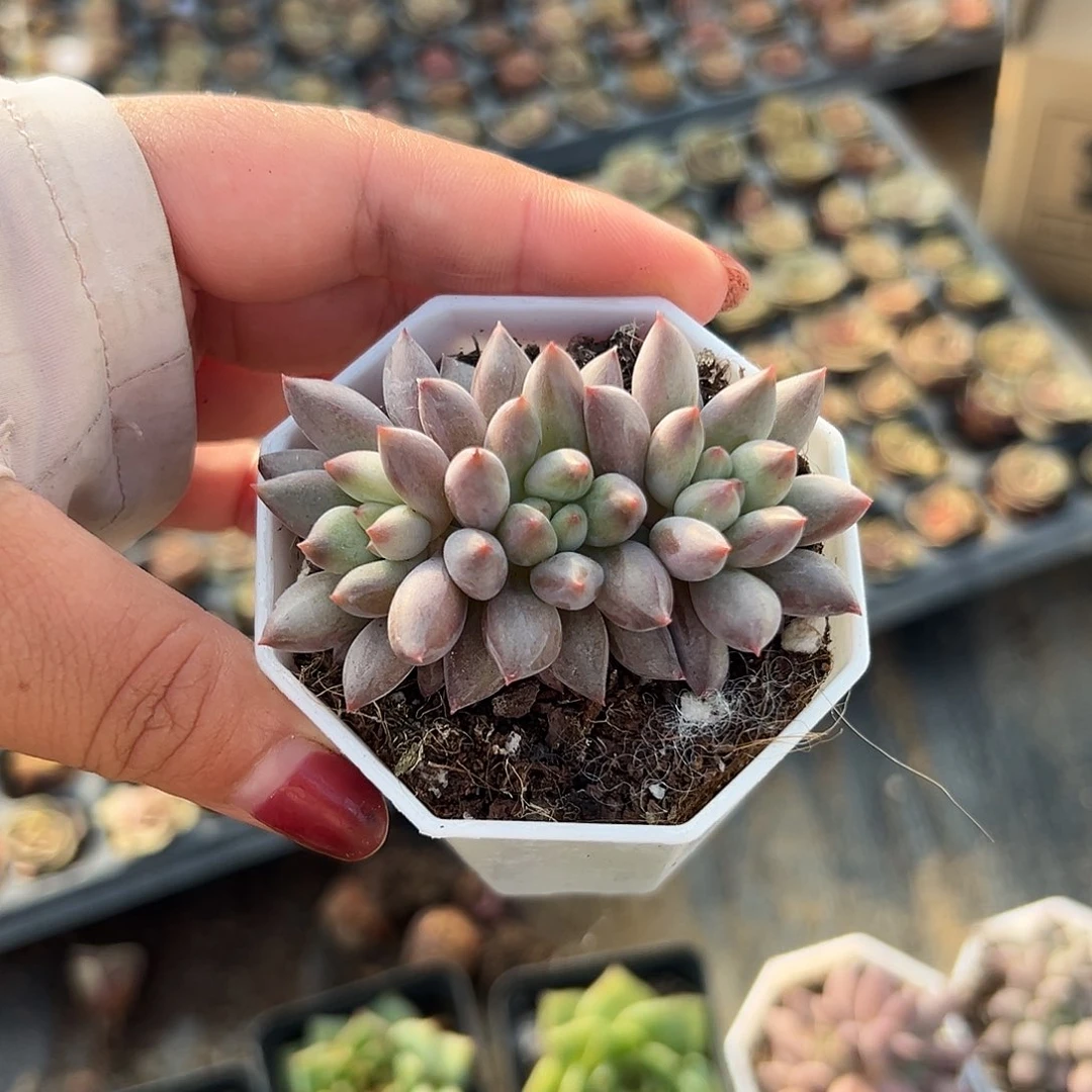 多肉植物多肉植物