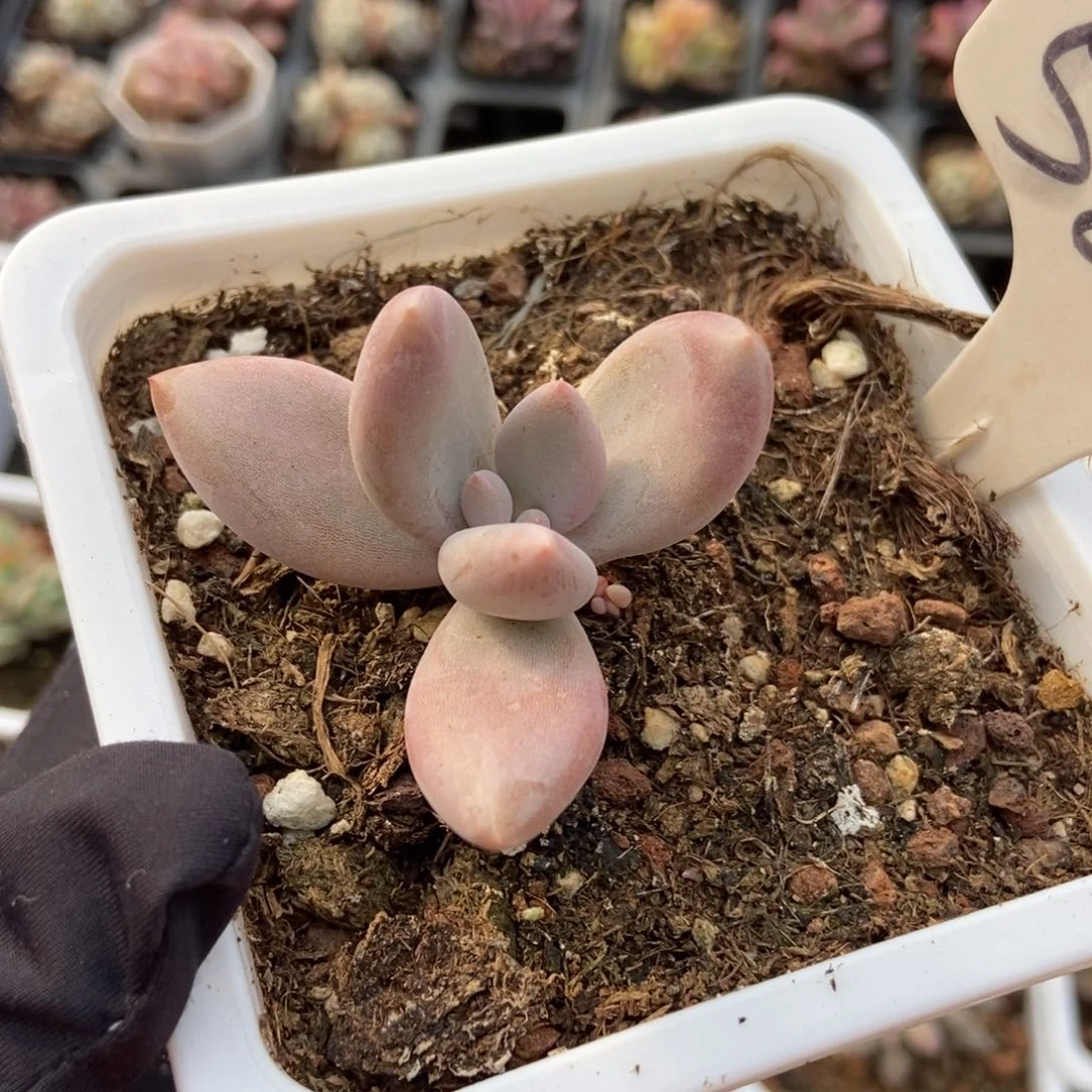 586哥特多肉植物保护