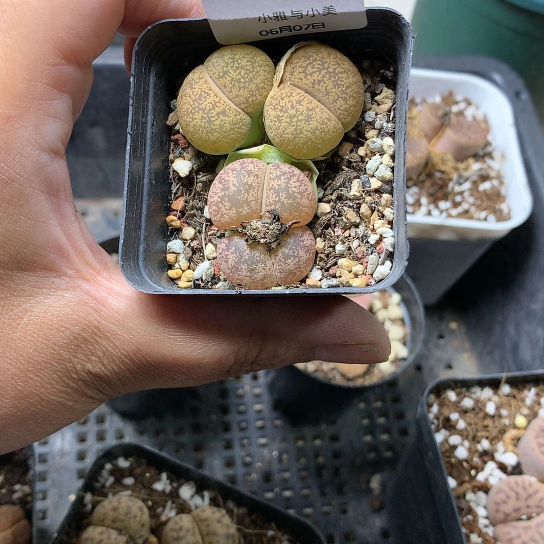 G446多肉植物保护研究所