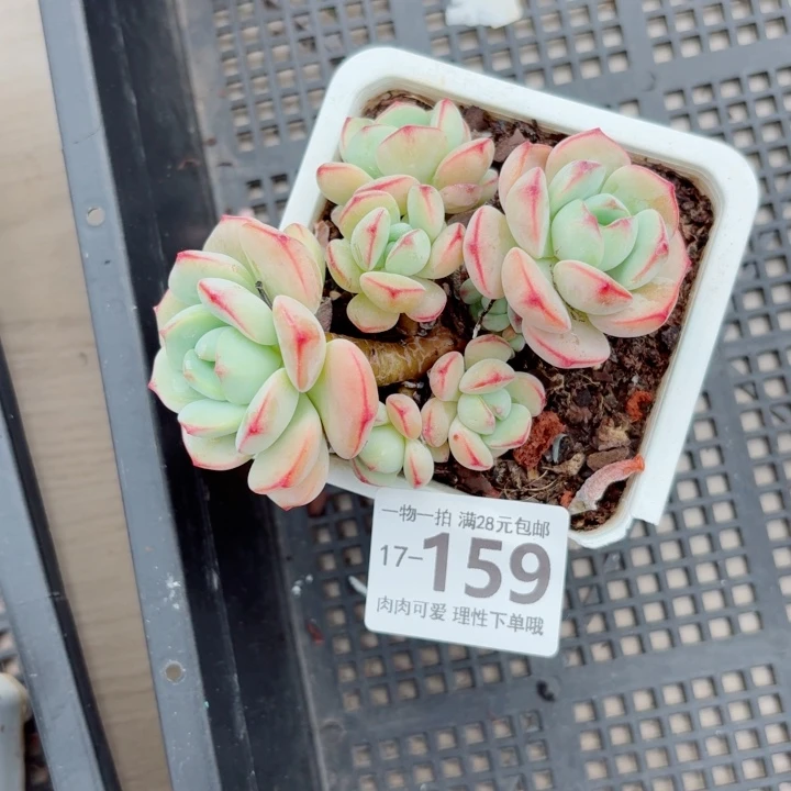 白底香草无盆土发货多肉多