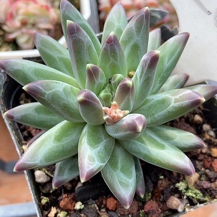 多肉植物梵高2028