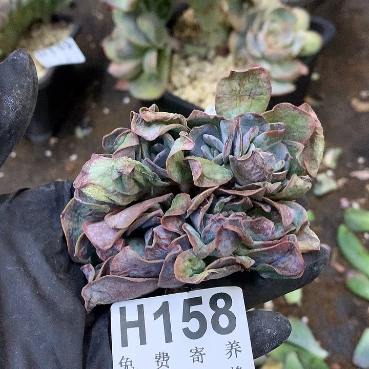 白凤缀化2颗 非偏远38包邮 节后发联系客服