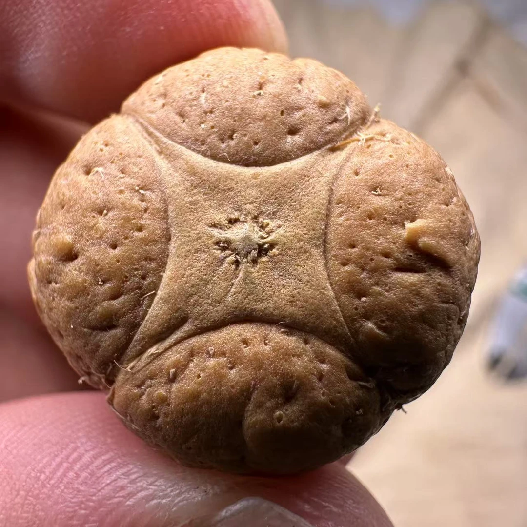 尼泊尔麒麟眼菩提，尺寸24，sss系列，货号S26
