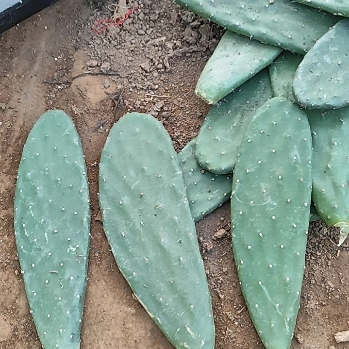 梨果仙人掌顶片八片