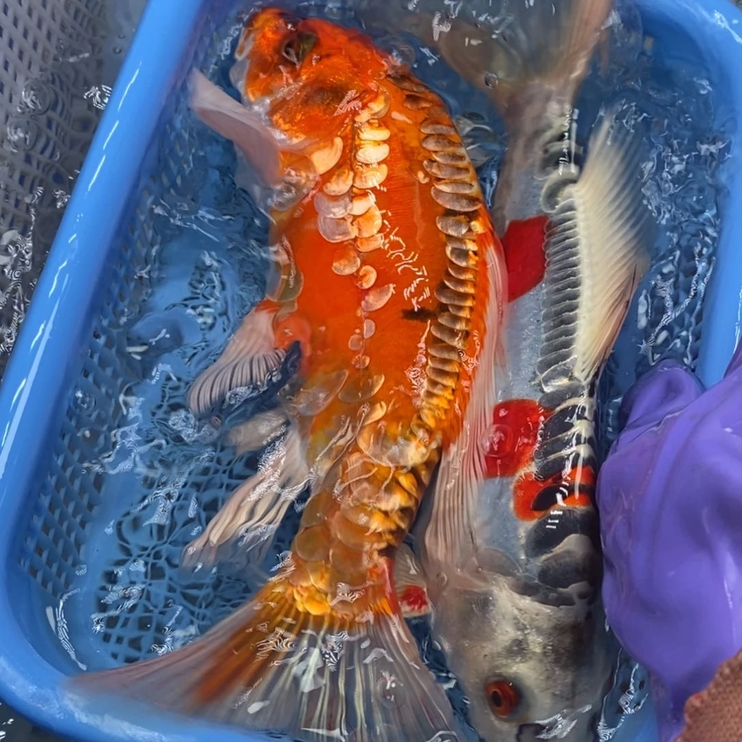 锦鲤冷水锦鲤包邮