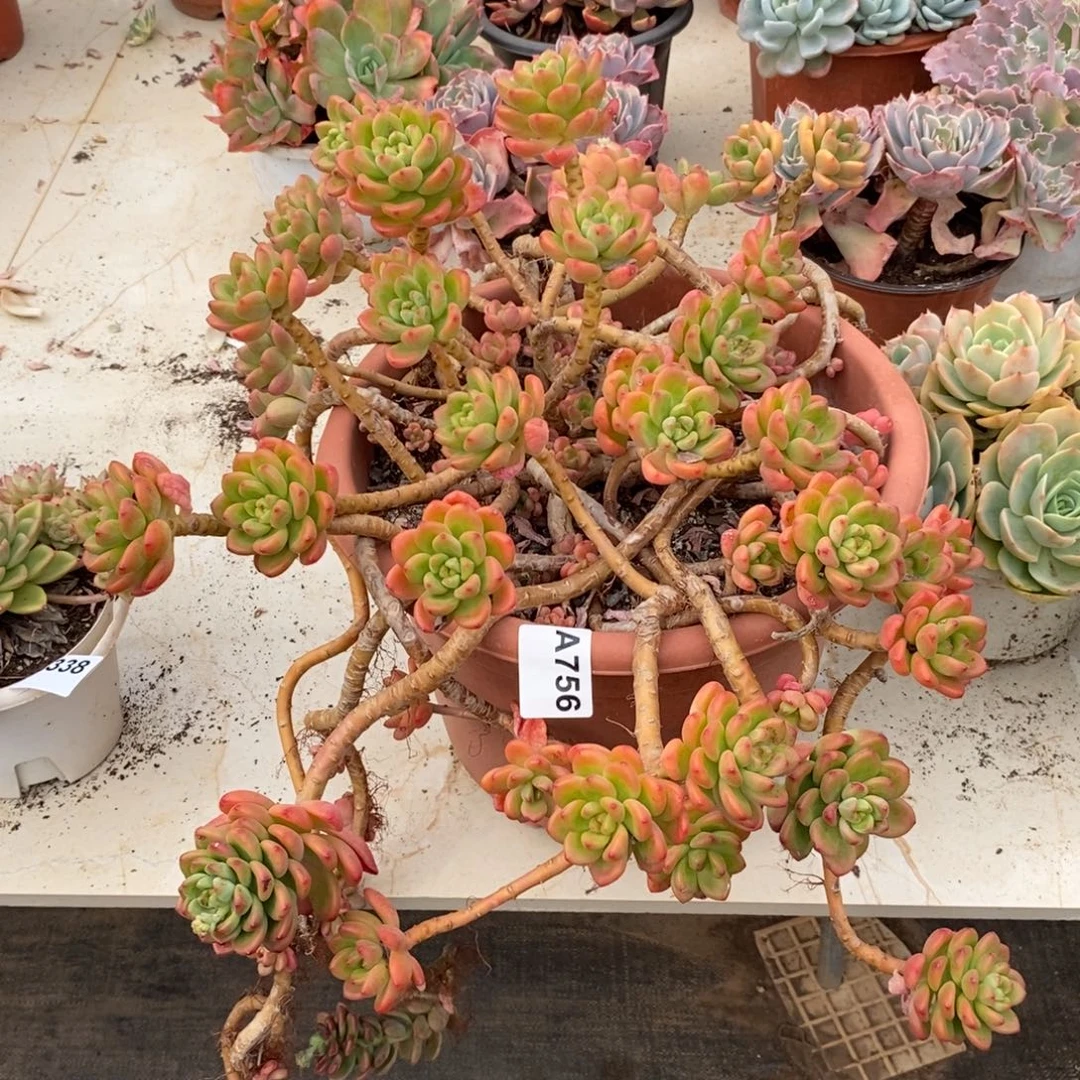 756香格里拉一物一拍