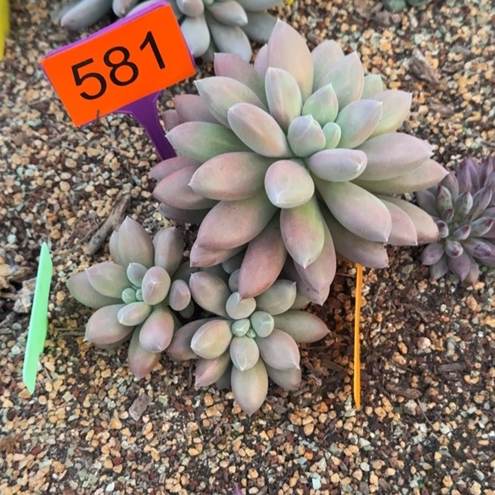 默***多肉植物好童童哥特581