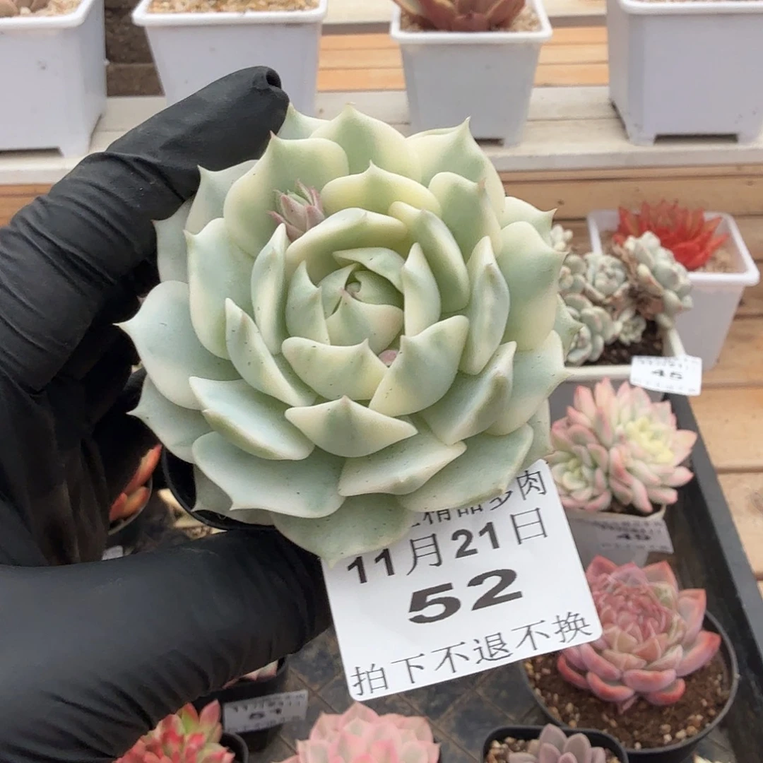 1121-52露那莲锦单头