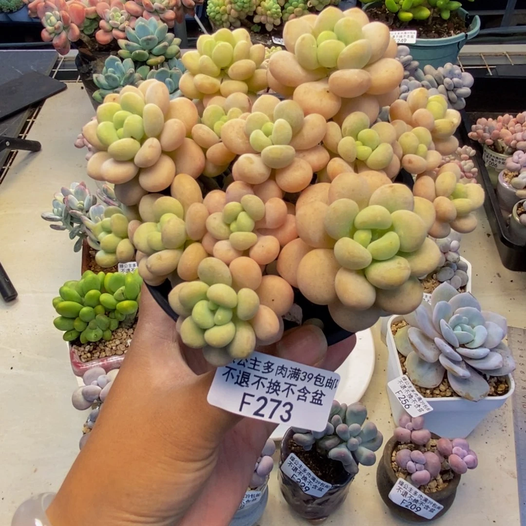 273洛可可多肉10c m