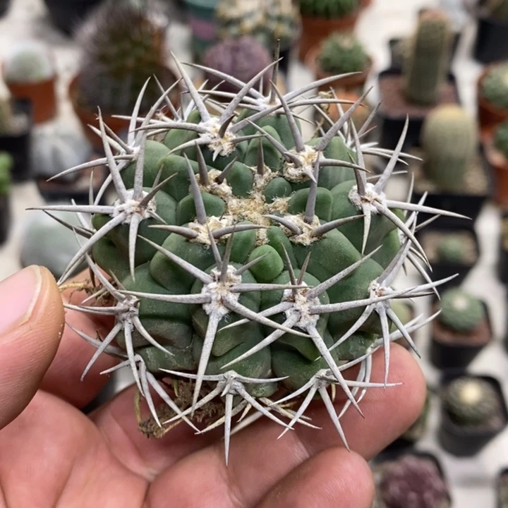 实生碧岩玉特价福利