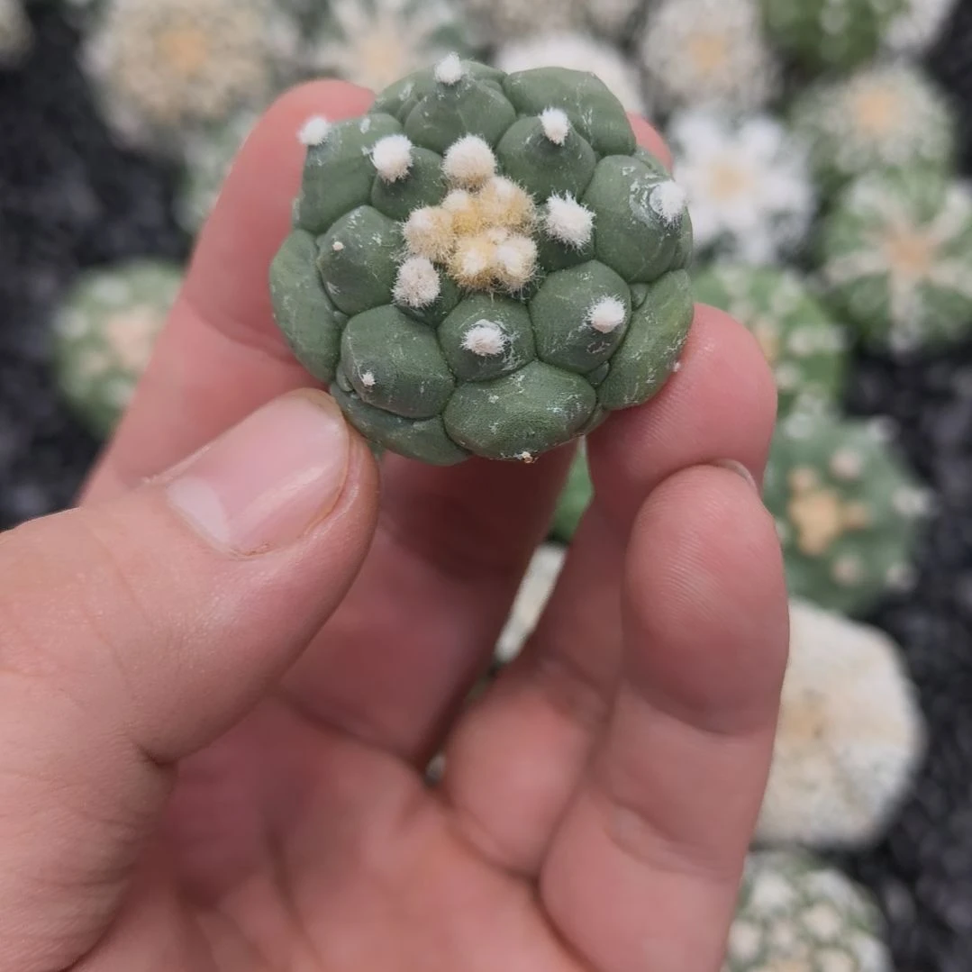 角you龟甲琉璃兜兜兜兜
