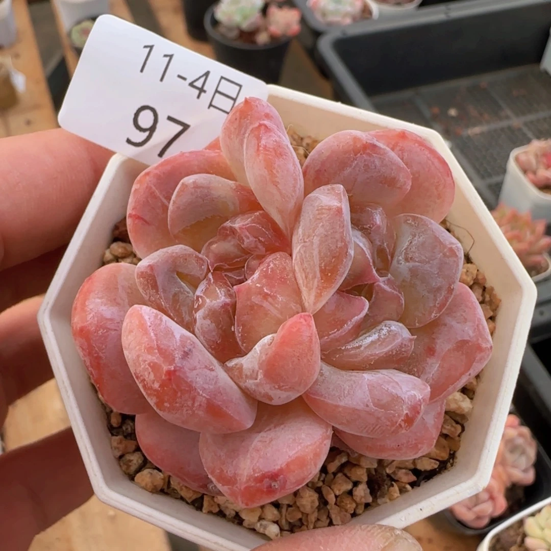 吉***㲺水晶鞋石化双头一颗