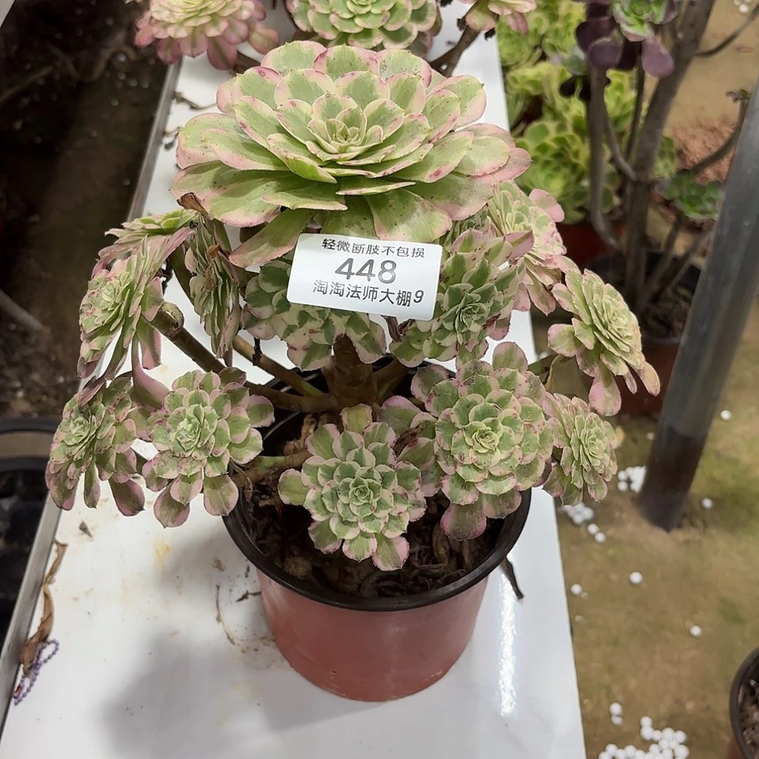 448霁月多肉植物法师