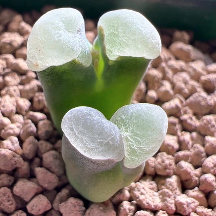 A816.  青蛙种源优选五年绒白透窗2151母本。