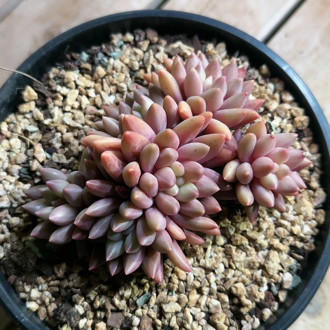 红蜻蜓53号35         肉