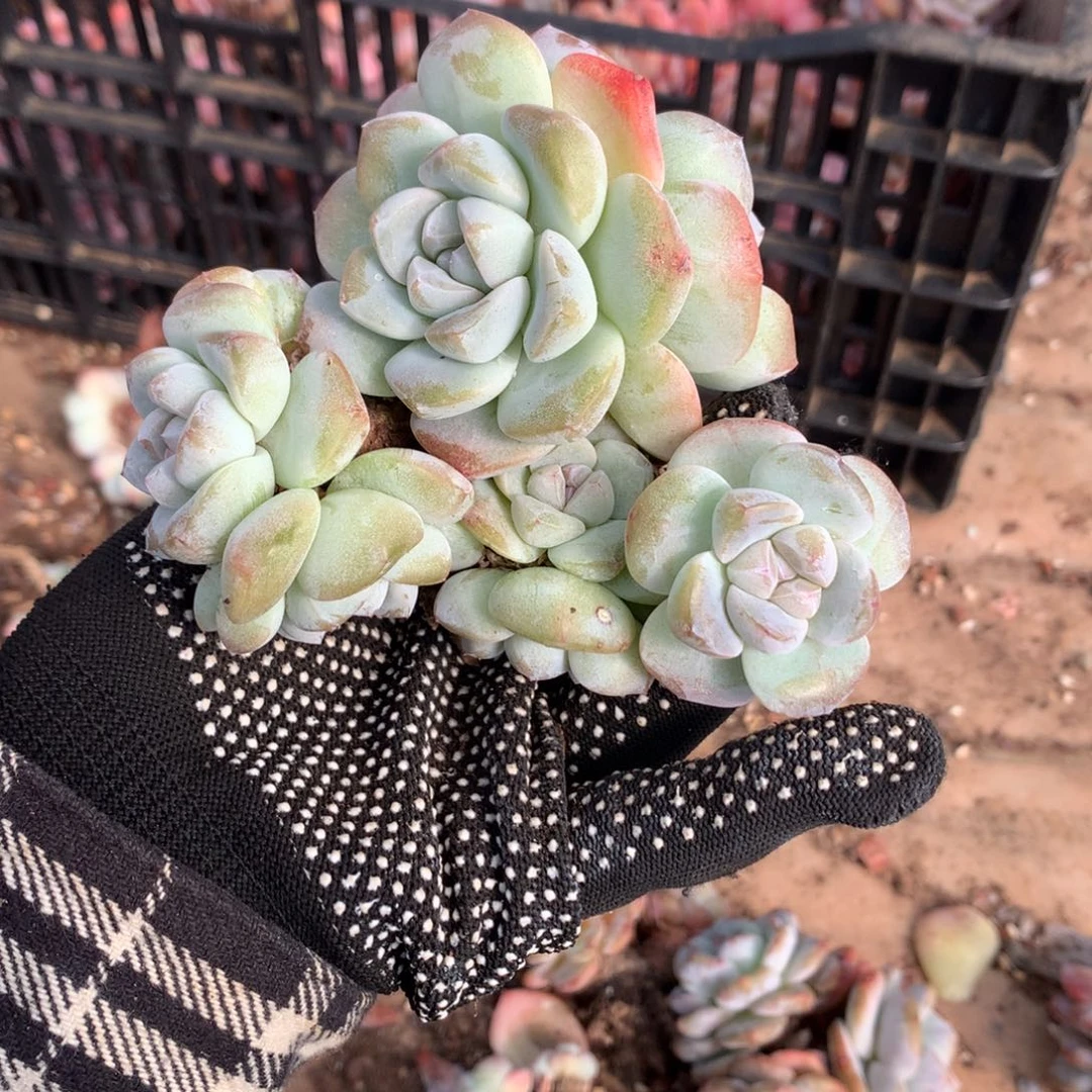 8透老庄冰玉哈哈哈