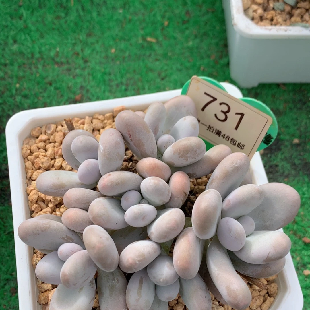 原始奶酪无砍平头捧花731