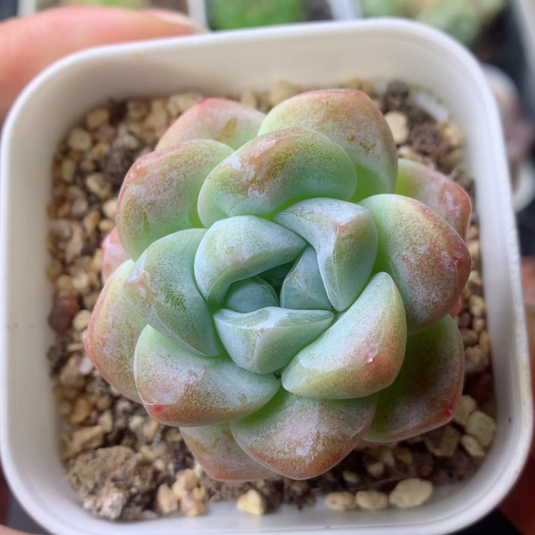 58包邮  群生不包整 101