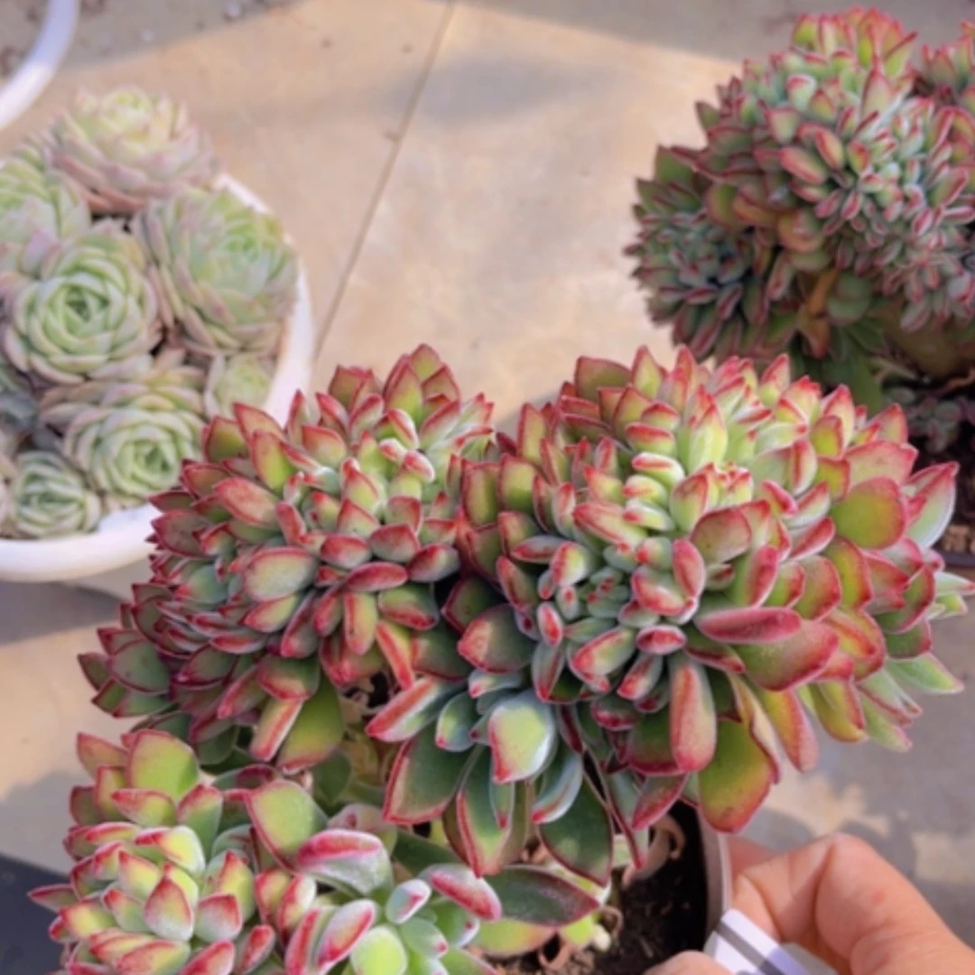 【闪购商品】红兔耳缀1893