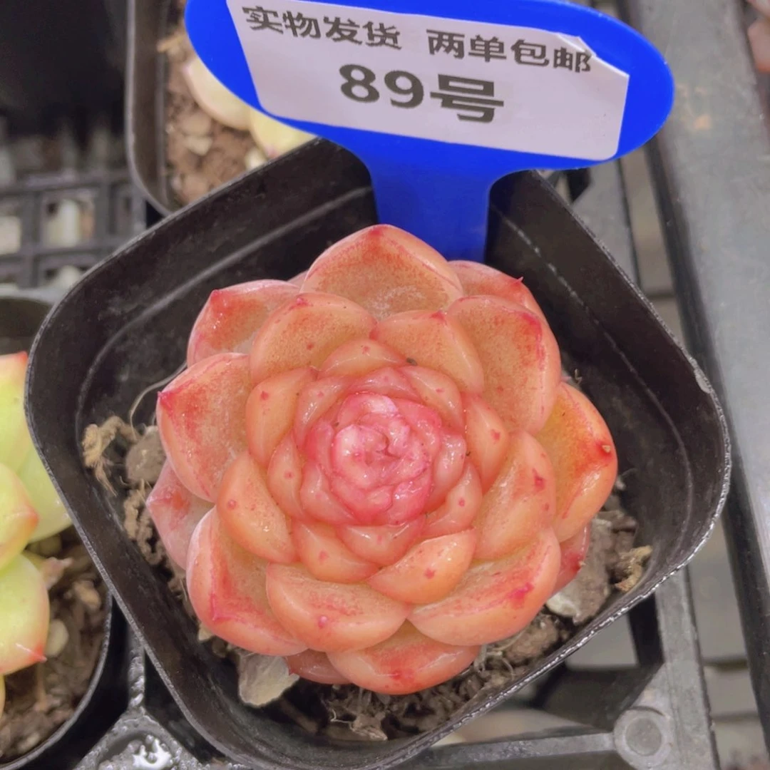 89号冰透珍妮糖心新品