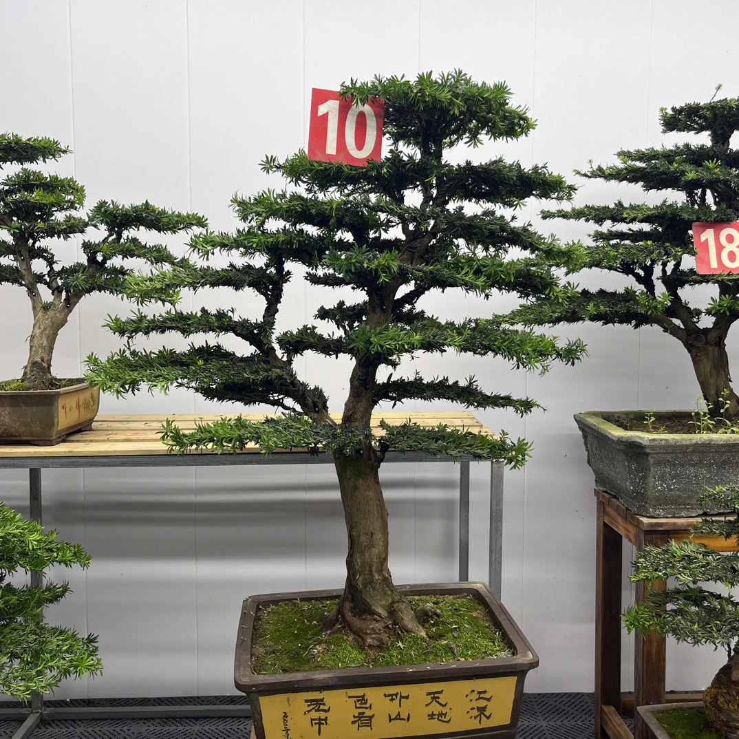 精品老桩米叶罗汉松盆景 含盆高135冠幅110适合庭院与办公室摆放