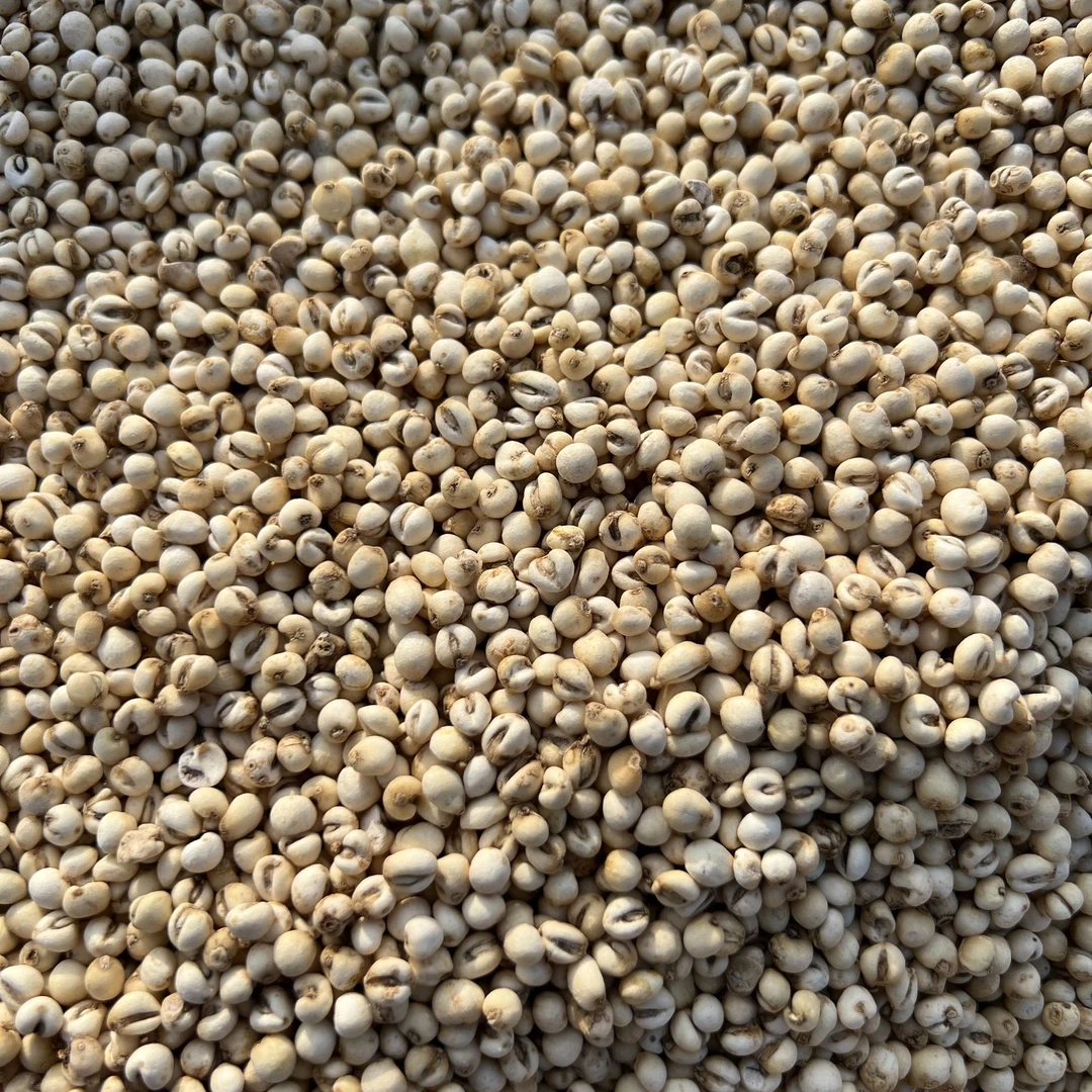 【山货】农家货贝母