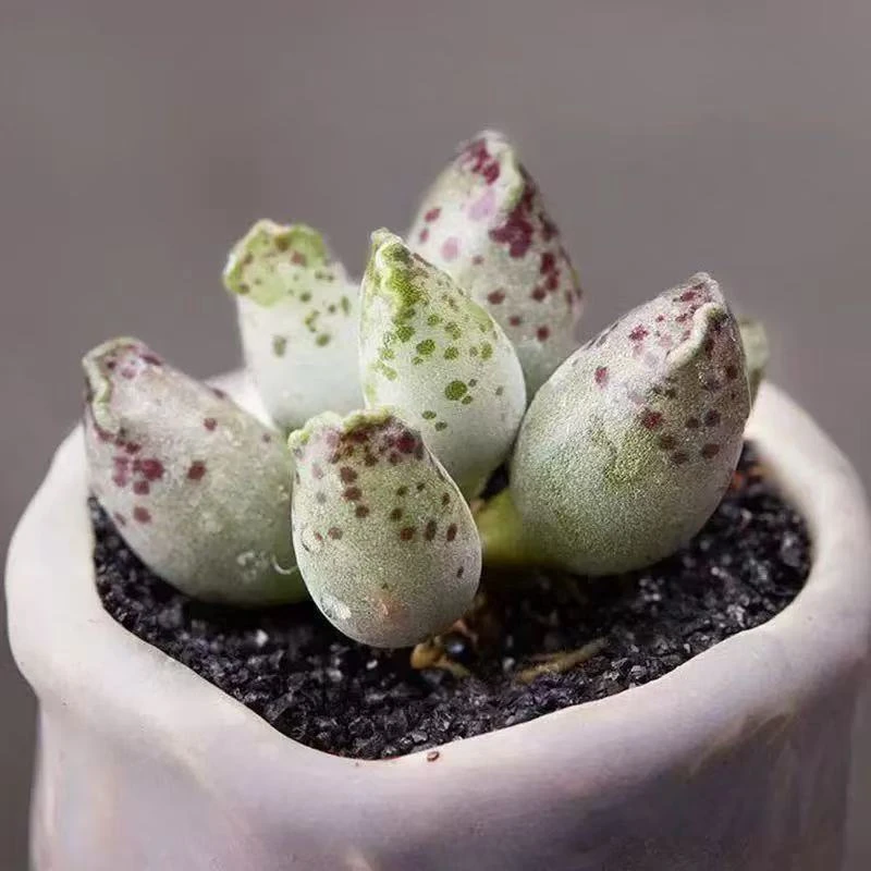 稀有贵货  小型植物 高端海豹水泡多肉 1颗裸根2厘米左右