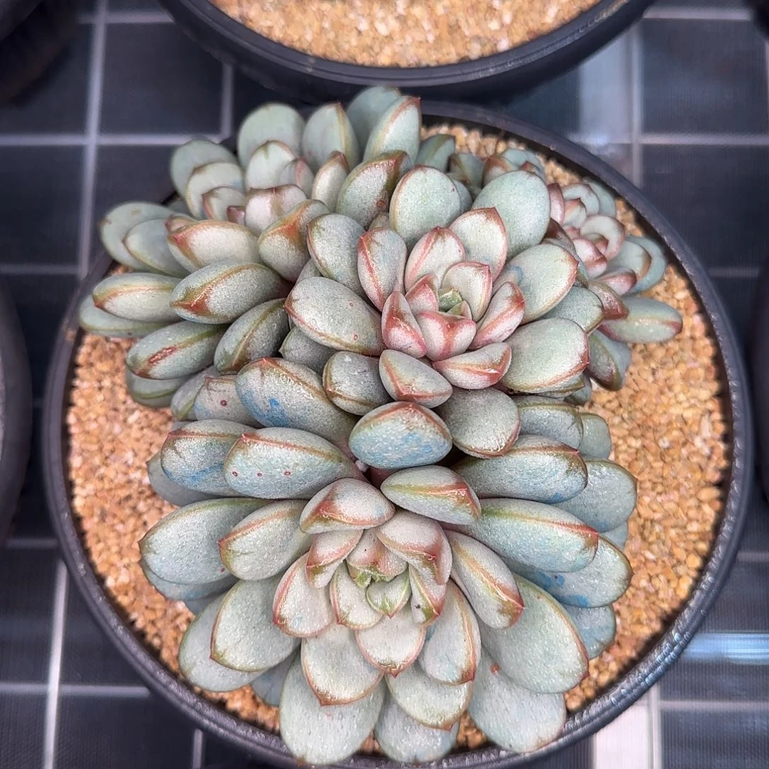 从前慢甄选多肉编号葡萄大号