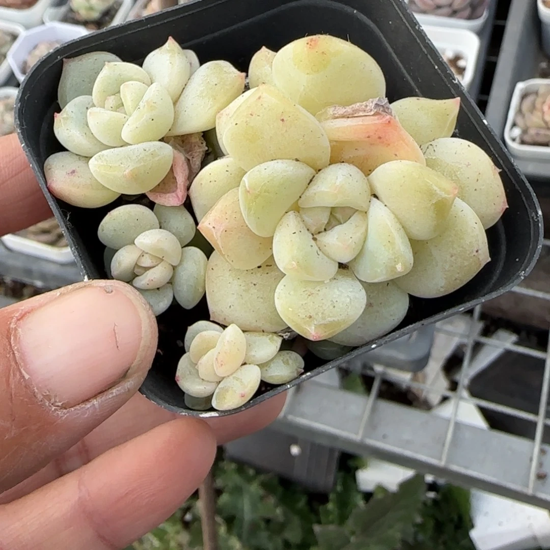 多肉小卡拉米糖心一物一拍