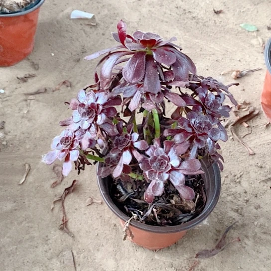 墨法玫瑰玫瑰玫瑰玫瑰