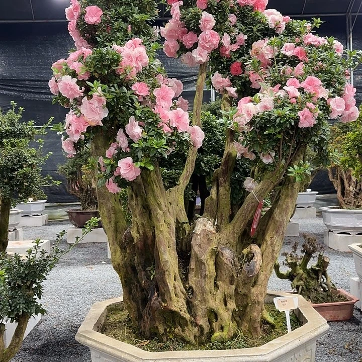 无花朵紫花嫁接桃锦