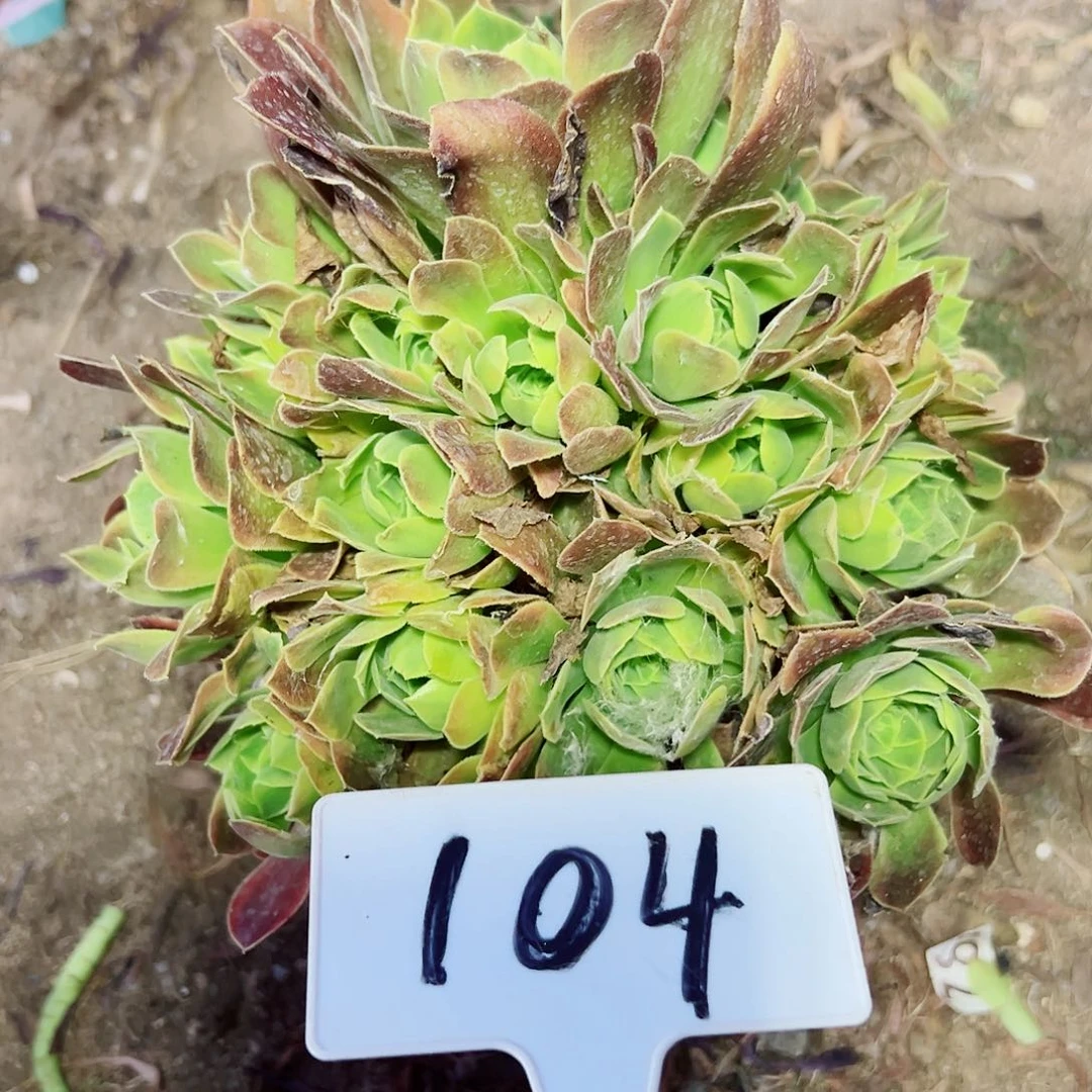 多肉植物清梦法师