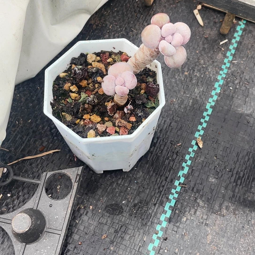 ?**…多肉老桩漂亮