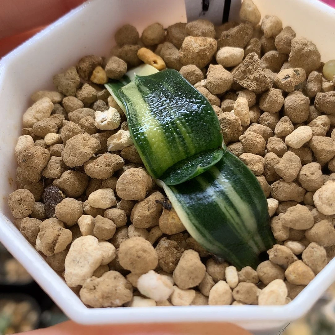 卧牛锦带盆土发货tlo