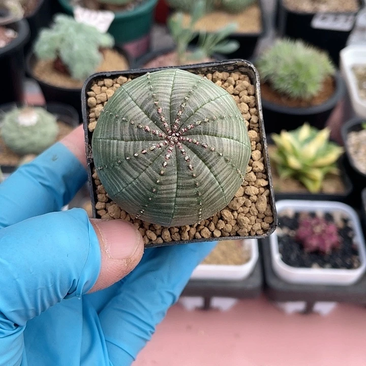 766布纹球仙人球，