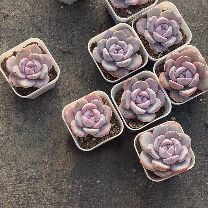 韩版 奶茶  （满9.99包邮不满9.99发叶子）