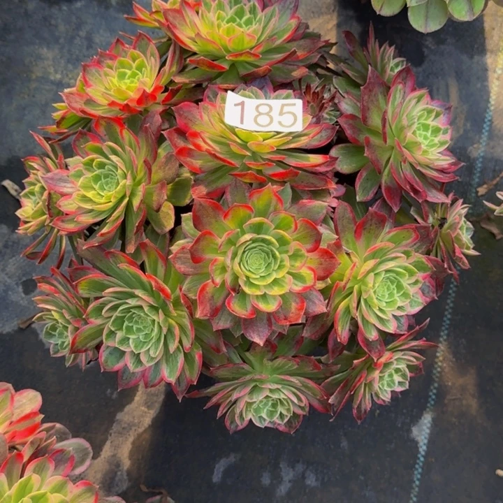 000000000185万花筒福利价