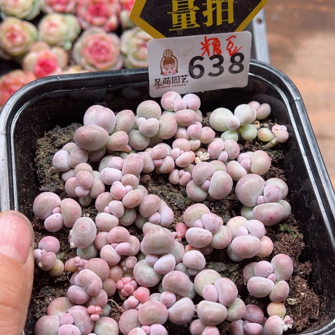 多肉植物多肉植物