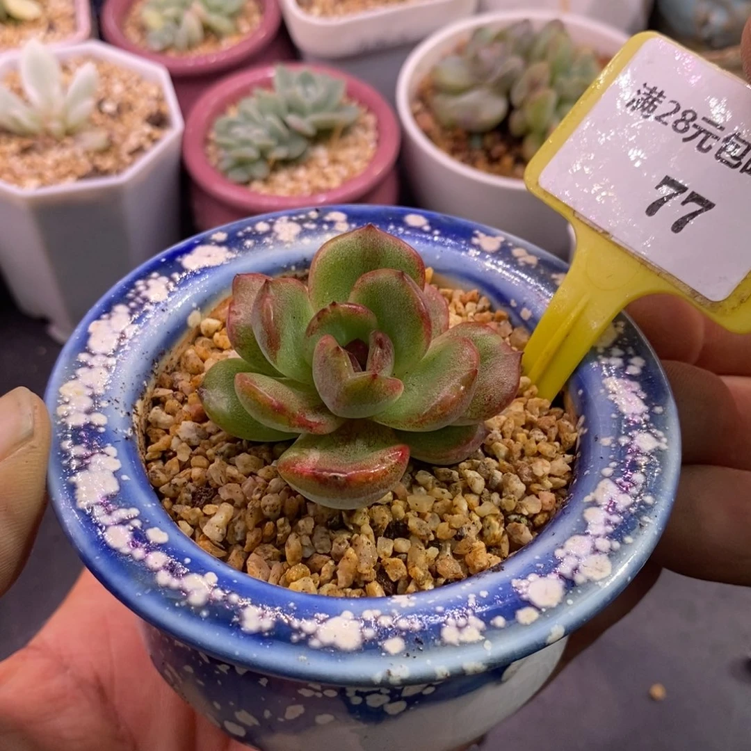 177黑橙子拉丝石化