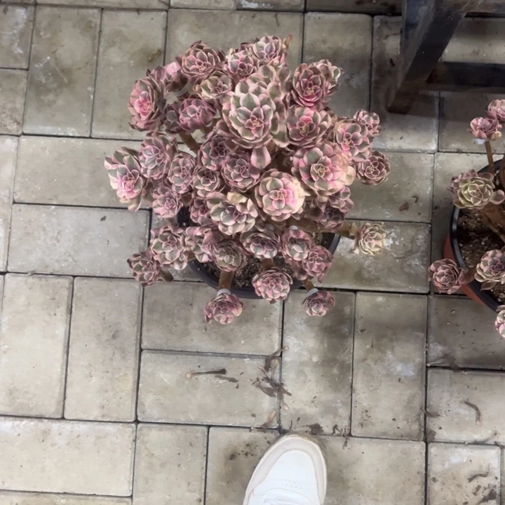 R***y嫁接多肉植物花花