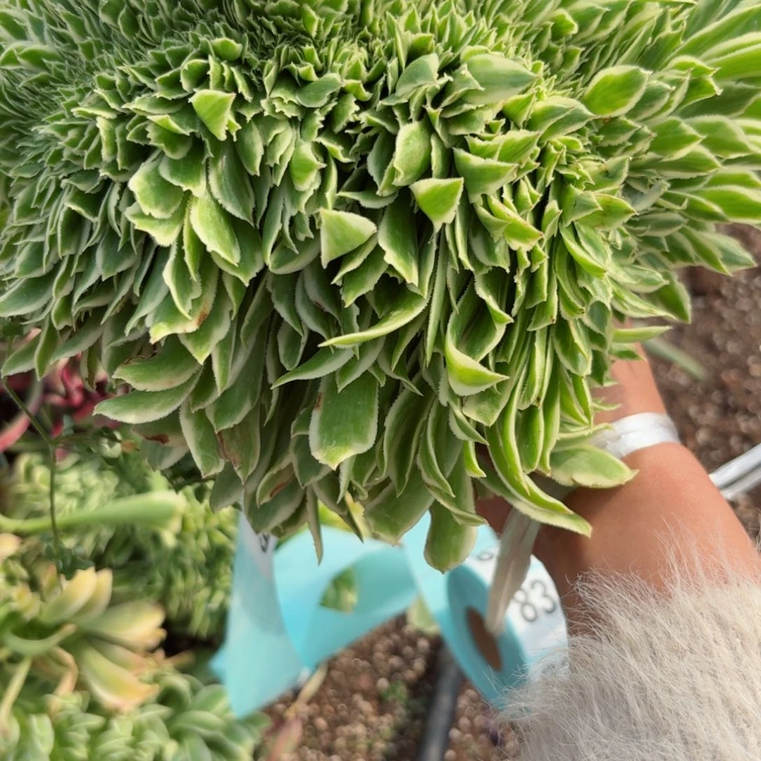 我8348 号多肉法师新年特价没有根