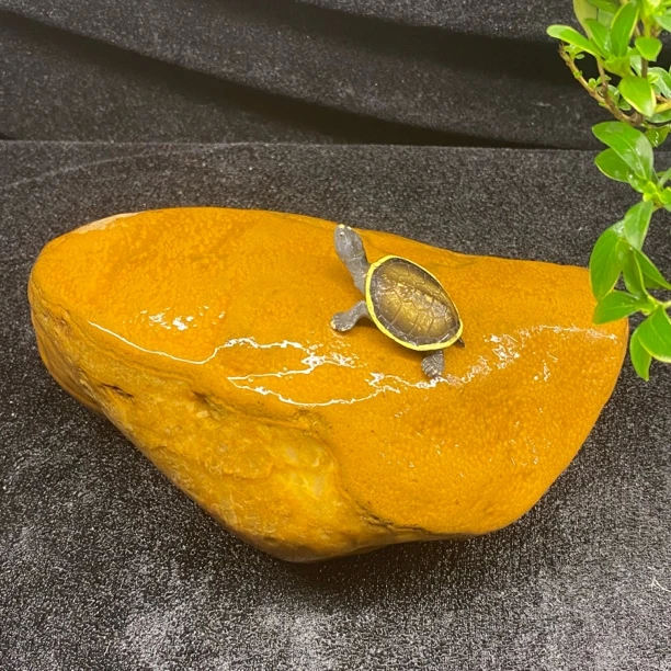 【冰货款】天然黄蜡石乌龟发色小青晒台盆景石鱼缸精品