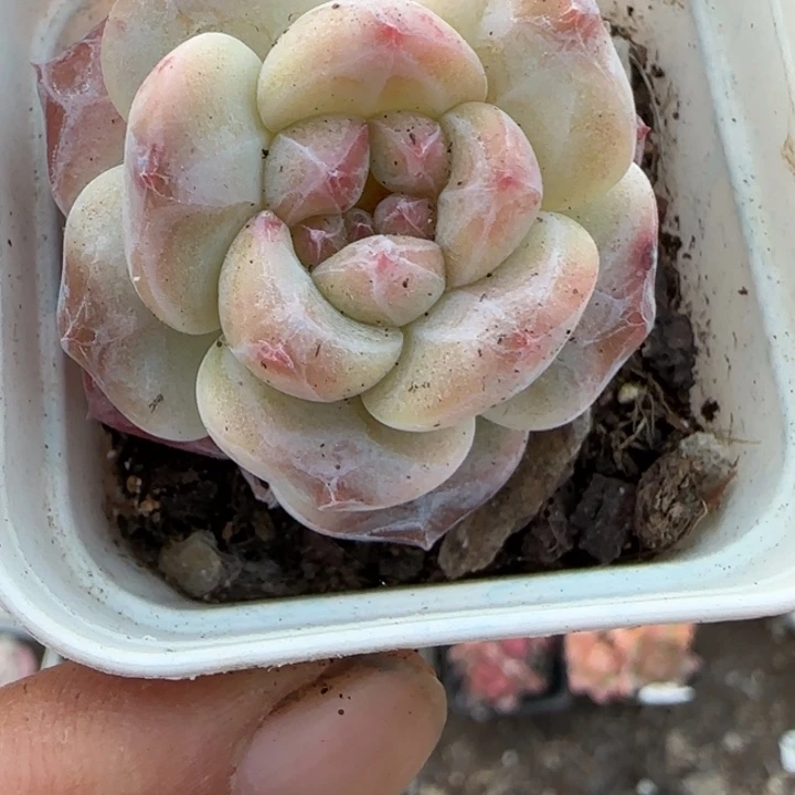 小卡拉米糖心一物一拍