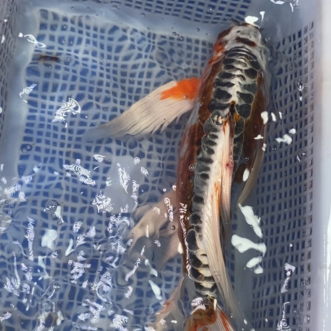 海水鱼冷水锦鲤包邮转