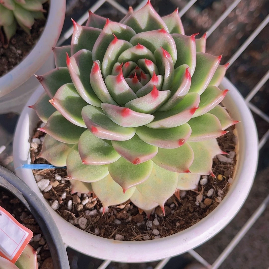 托斯卡10公分999999999